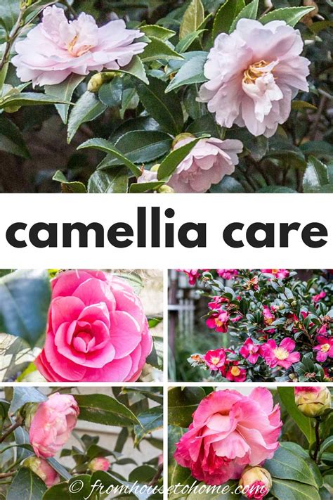 Octo eric Camellias: A Journey through Time